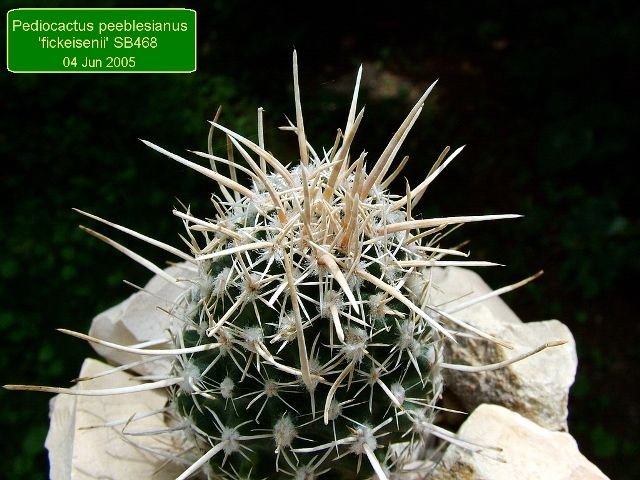 Pediocactus_ peeblesianus 'fickeisenii' _SB468_ 04